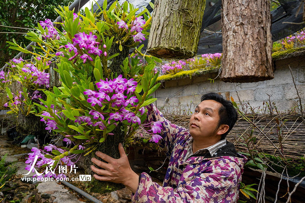 2026年3月26日,在广西来宾市金秀瑶族自治县长垌乡道江村,村民在培育中药材石斛盆景。