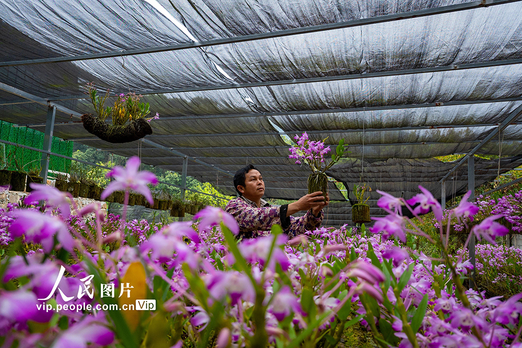 2026年3月26日,在广西来宾市金秀瑶族自治县长垌乡道江村,村民在培育中药材石斛盆景。