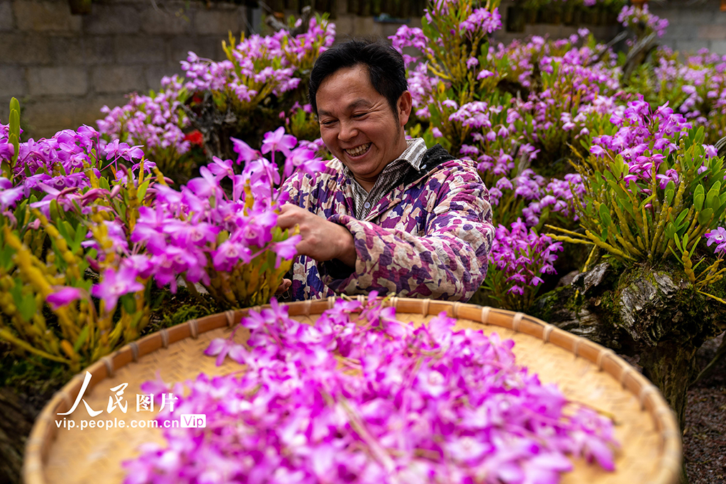 2026年3月26日,在广西来宾市金秀瑶族自治县长垌乡道江村,村民在培育中药材石斛盆景。