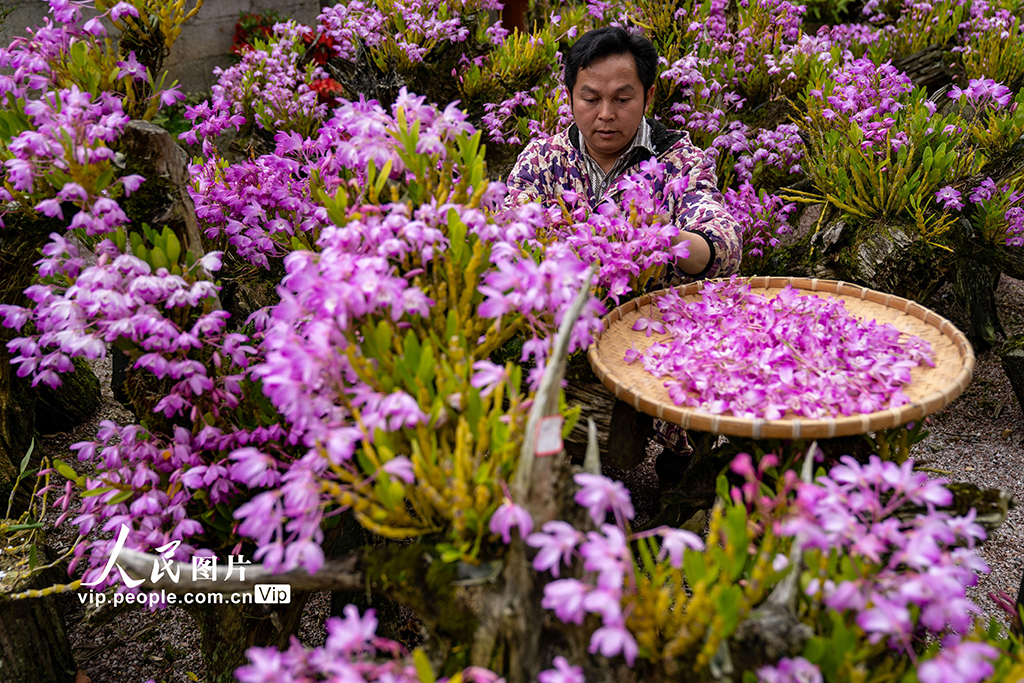 2026年3月26日,在广西来宾市金秀瑶族自治县长垌乡道江村,村民在培育中药材石斛盆景。