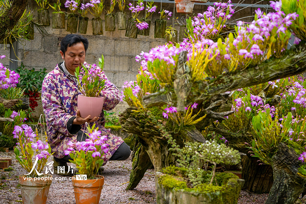 2026年3月26日,在广西来宾市金秀瑶族自治县长垌乡道江村,村民在培育中药材石斛盆景。