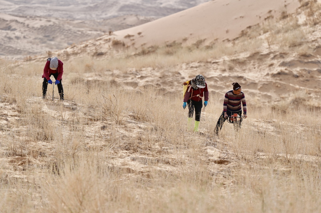 3月25日,治沙工人在位于宁夏中卫市国有林业总场长流水管理站的腾格里沙漠东南缘补种沙拐枣。