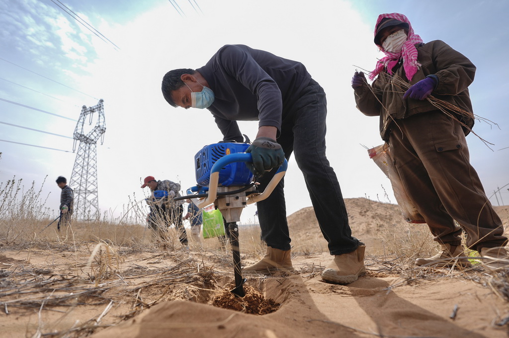 3月25日,治沙工人在位于宁夏中卫市国有林业总场长流水管理站的腾格里沙漠东南缘补种沙拐枣。