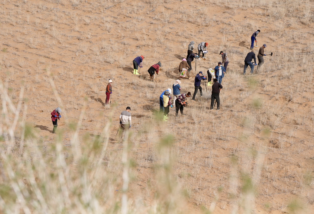 3月25日,治沙工人在位于宁夏中卫市国有林业总场长流水管理站的腾格里沙漠东南缘补种沙拐枣。