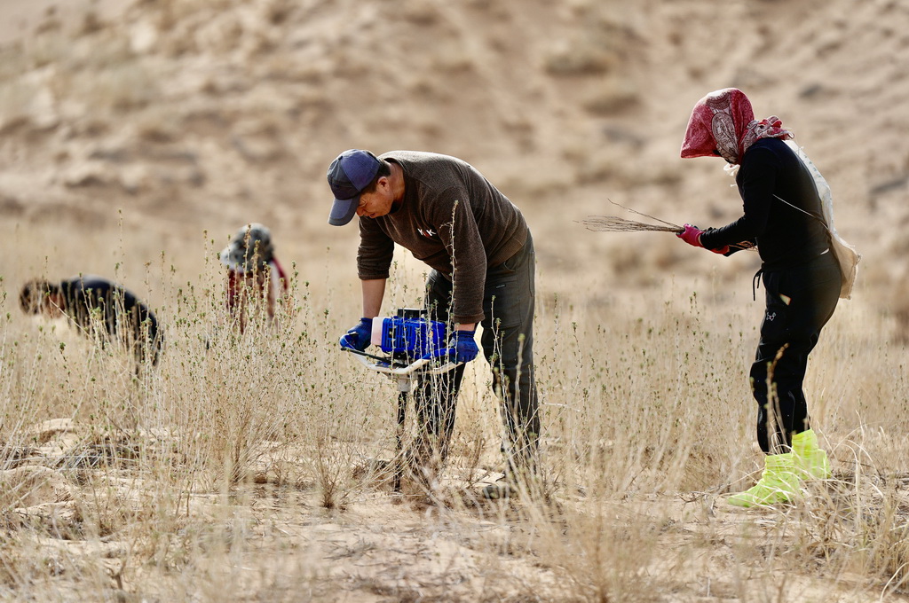 3月25日,治沙工人在位于宁夏中卫市国有林业总场长流水管理站的腾格里沙漠东南缘补种沙拐枣。