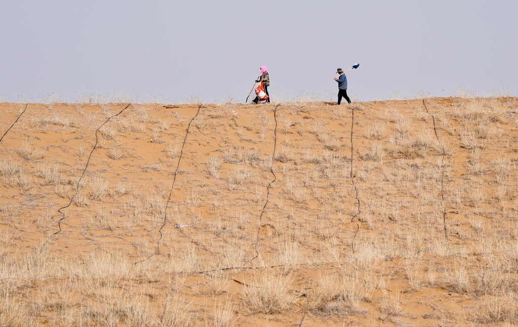 3月25日,治沙工人在位于宁夏中卫市国有林业总场长流水管理站的腾格里沙漠东南缘补种沙拐枣。