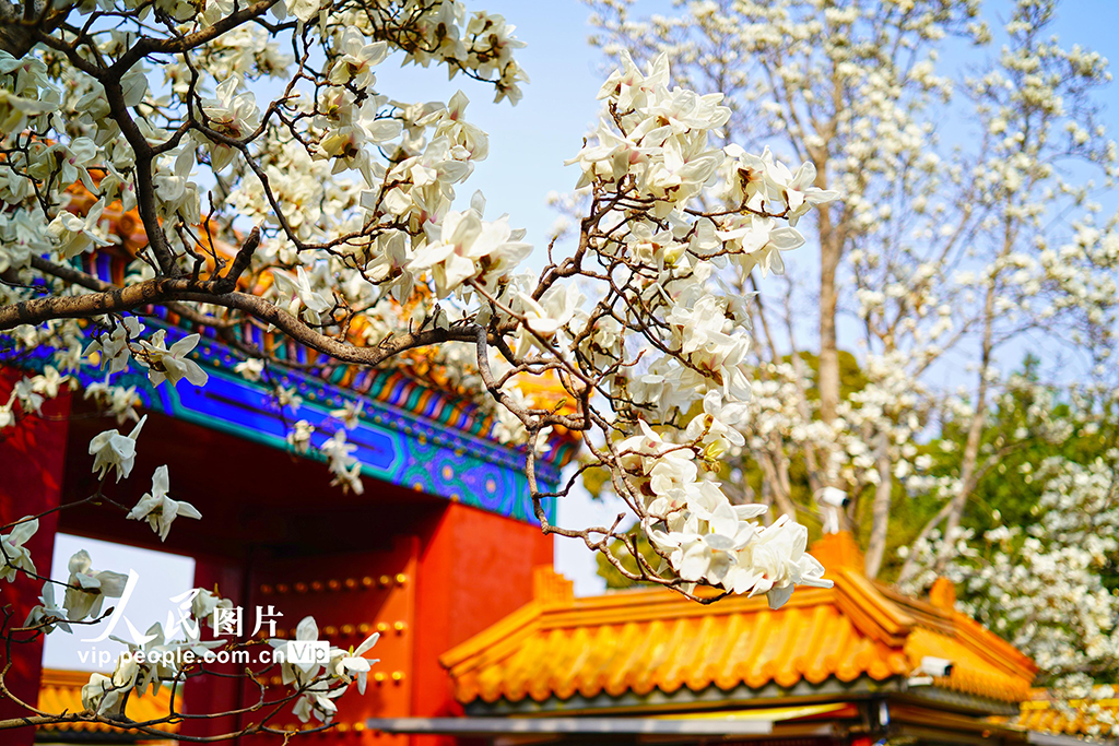 北京：地坛公园玉兰花盛放【2】