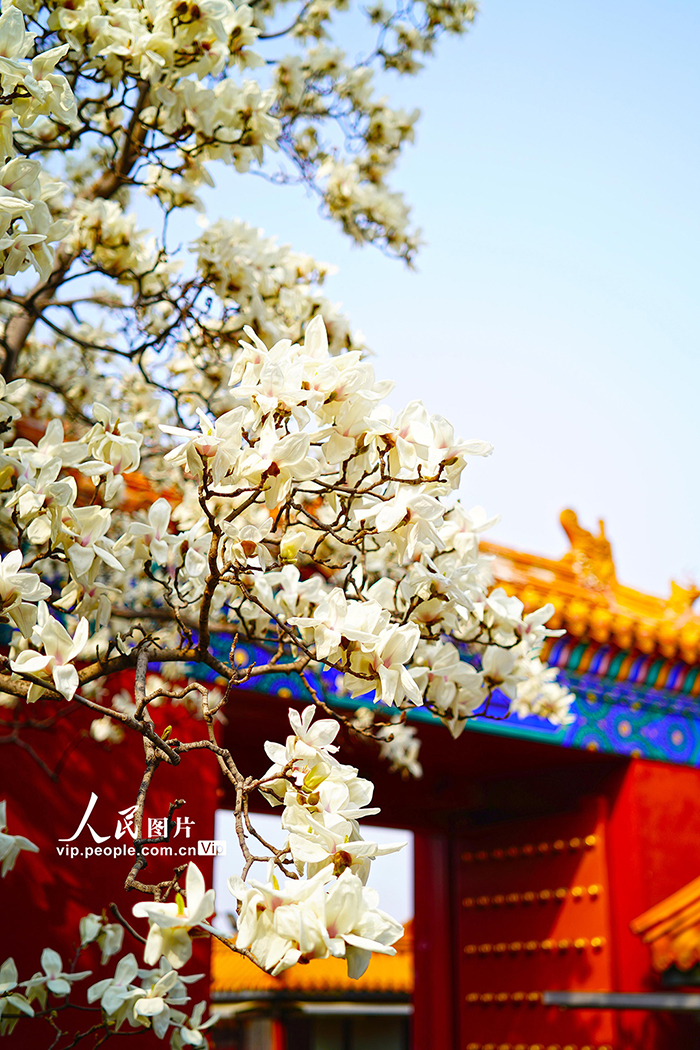 北京：地坛公园玉兰花盛放【4】