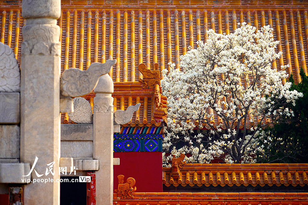 北京：地坛公园玉兰花盛放【3】