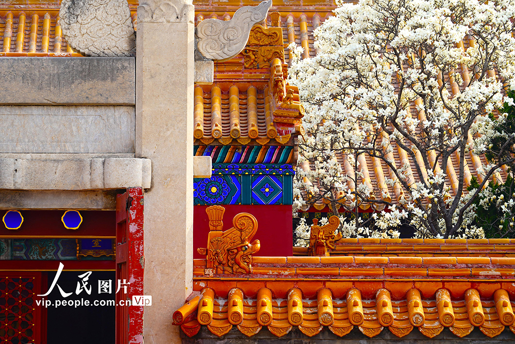 北京：地坛公园玉兰花盛放【7】