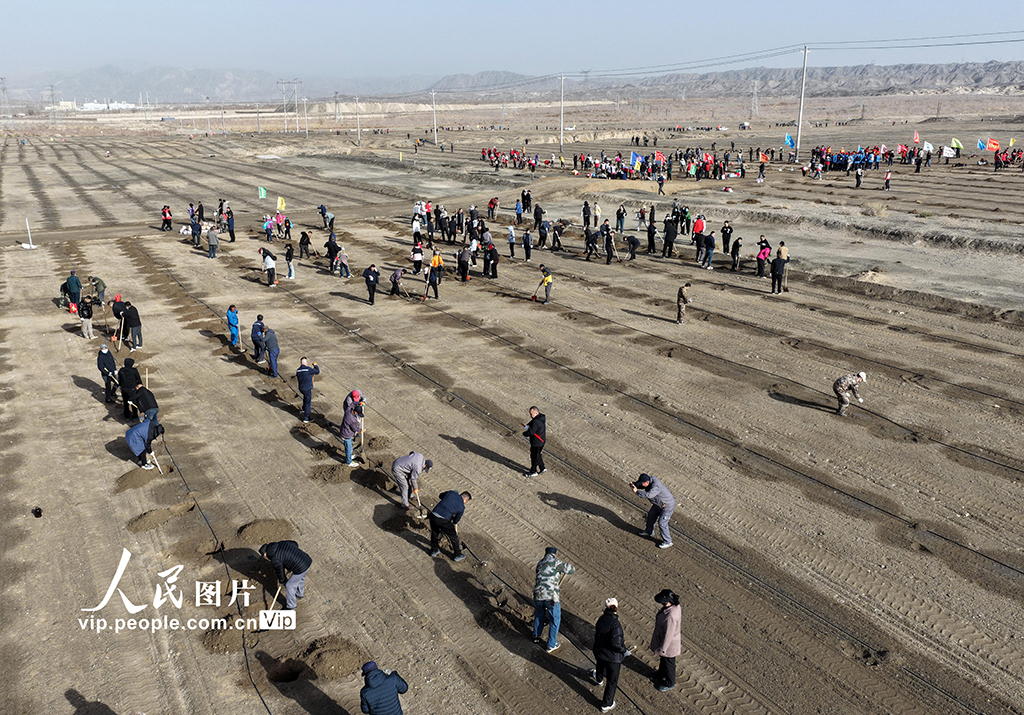 新疆巴州：栽植胡杨“锁”黄沙【3】