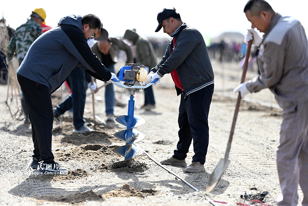 新疆巴州：栽植胡杨“锁”黄沙【4】