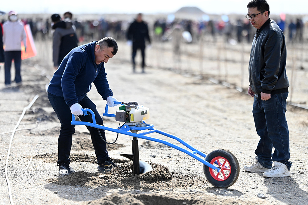 新疆巴州：栽植胡杨“锁”黄沙【5】