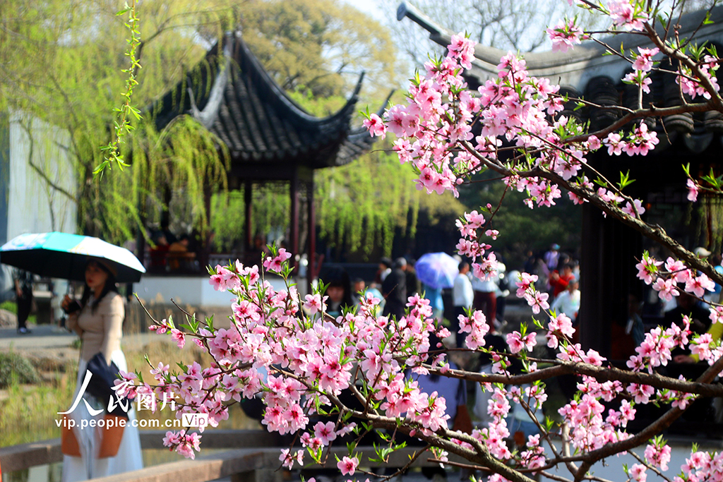 江苏苏州：拙政园桃花争奇斗艳【3】