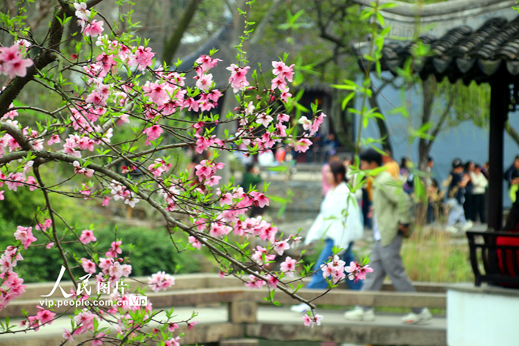 江苏苏州：拙政园桃花争奇斗艳【6】