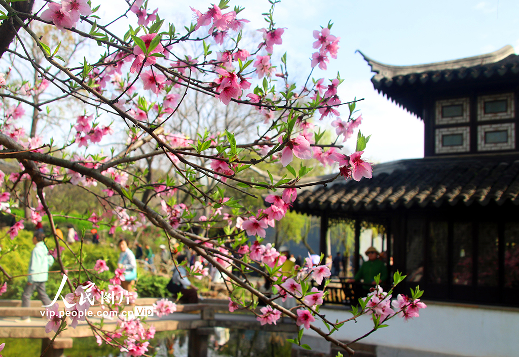 江苏苏州：拙政园桃花争奇斗艳【7】