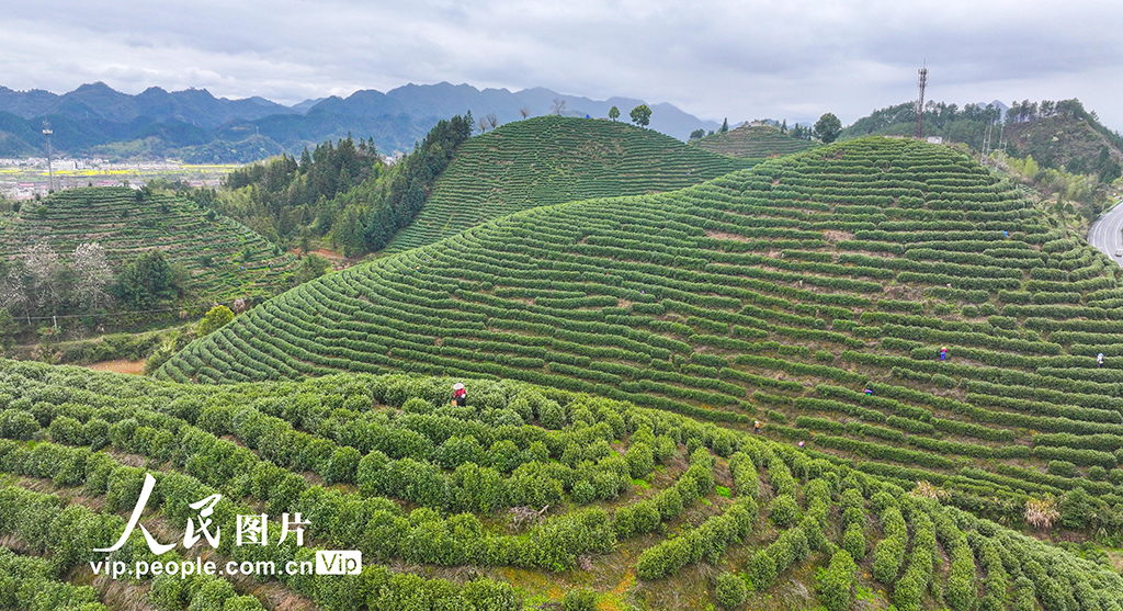 浙江淳安：千岛湖白茶开采【3】