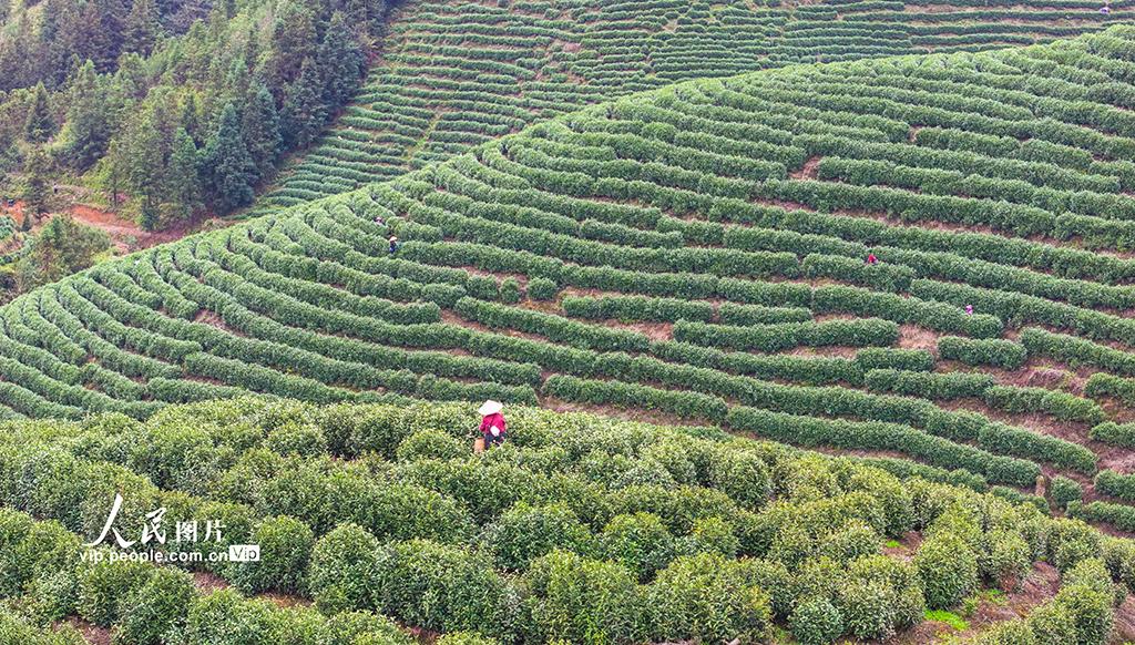 浙江淳安：千岛湖白茶开采【4】