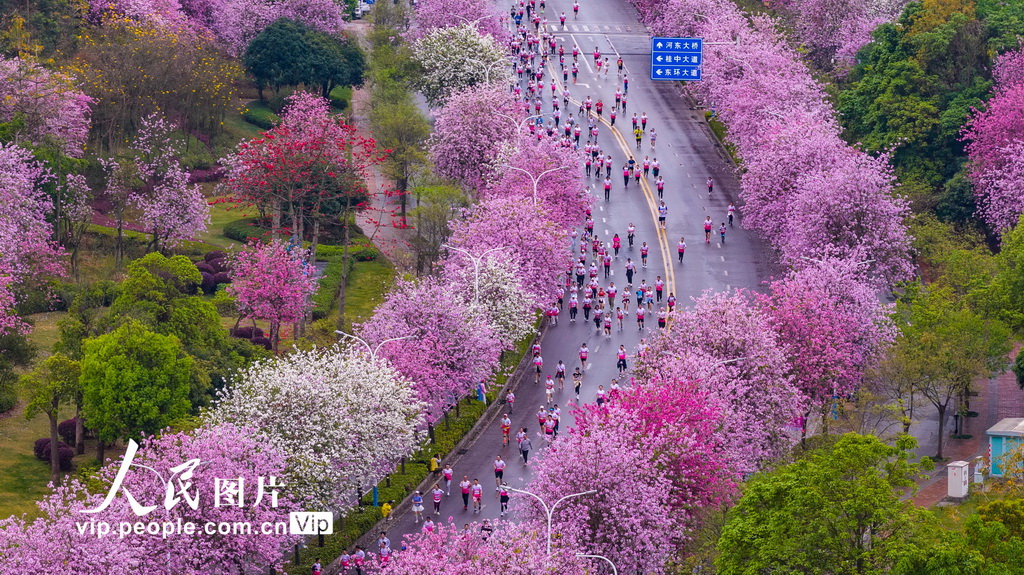 广西柳州：花海赛道上演全民跑【7】