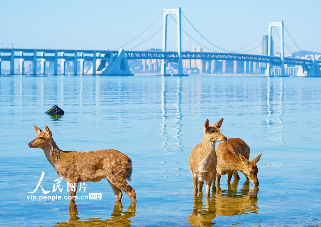 辽宁大连：野生梅花鹿现身金沙滩海域【2】