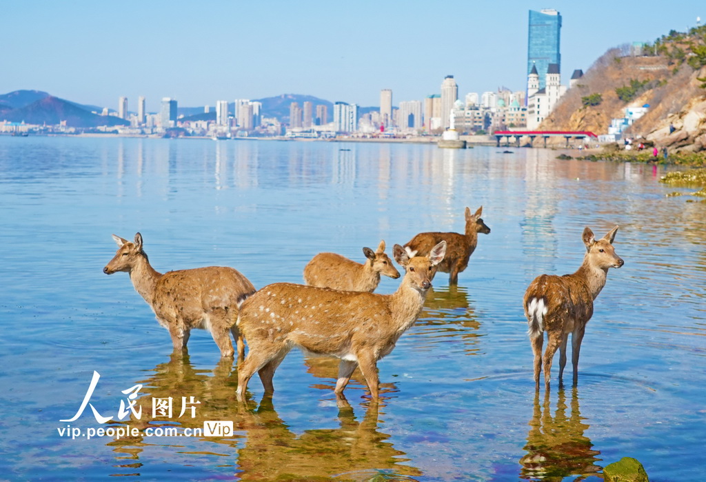 辽宁大连：野生梅花鹿现身金沙滩海域【3】