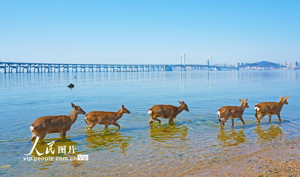 辽宁大连：野生梅花鹿现身金沙滩海域【4】