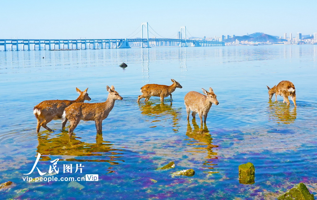 辽宁大连：野生梅花鹿现身金沙滩海域【5】