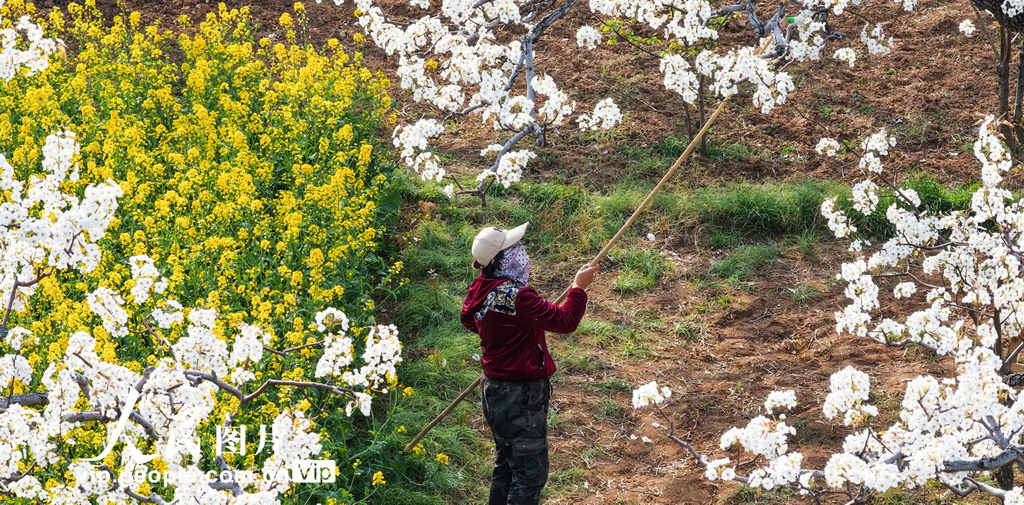 山东枣庄:梨花开 授粉忙【2】