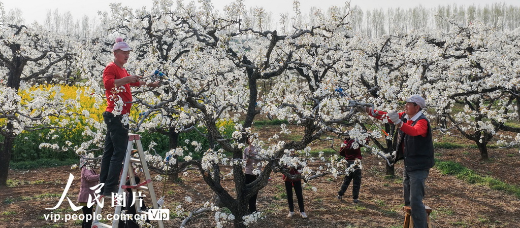 山东枣庄:梨花开 授粉忙【3】