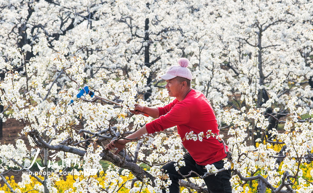 山东枣庄:梨花开 授粉忙【4】