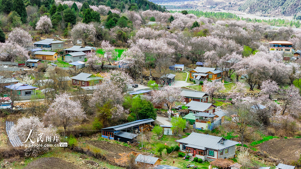 西藏波密：雪域桃花漫山谷【4】