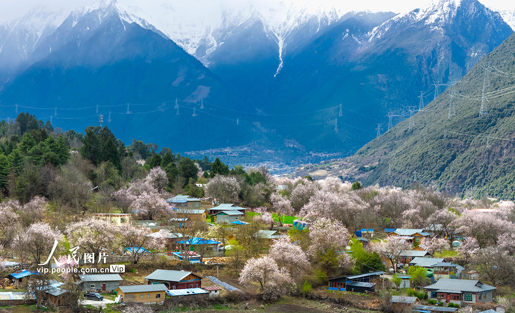 西藏波密：雪域桃花漫山谷【2】