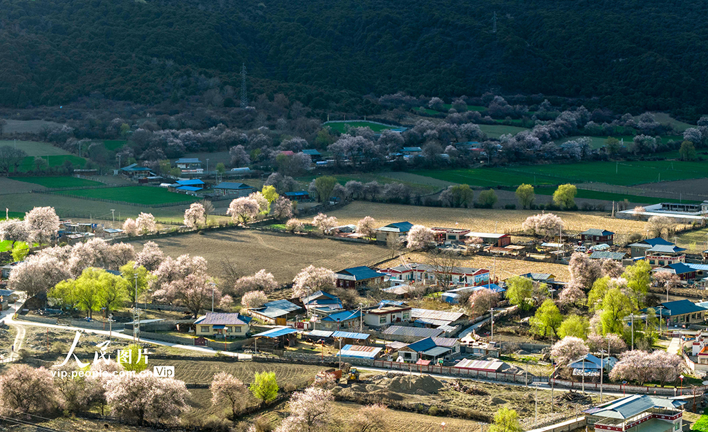 西藏波密：雪域桃花漫山谷【5】