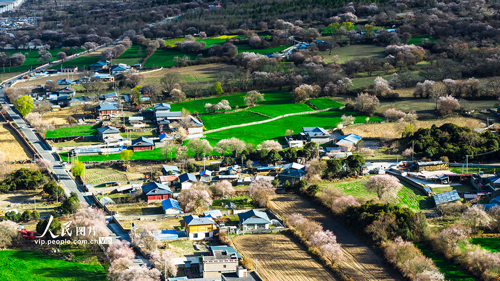 西藏波密：雪域桃花漫山谷【3】