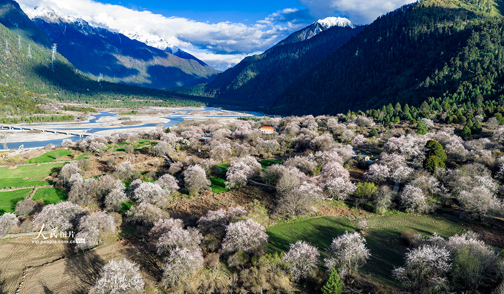 西藏波密：雪域桃花漫山谷【6】