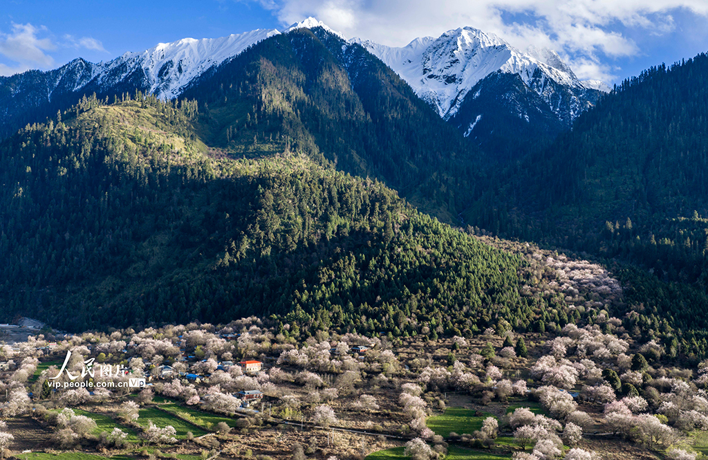 西藏波密：雪域桃花漫山谷【7】