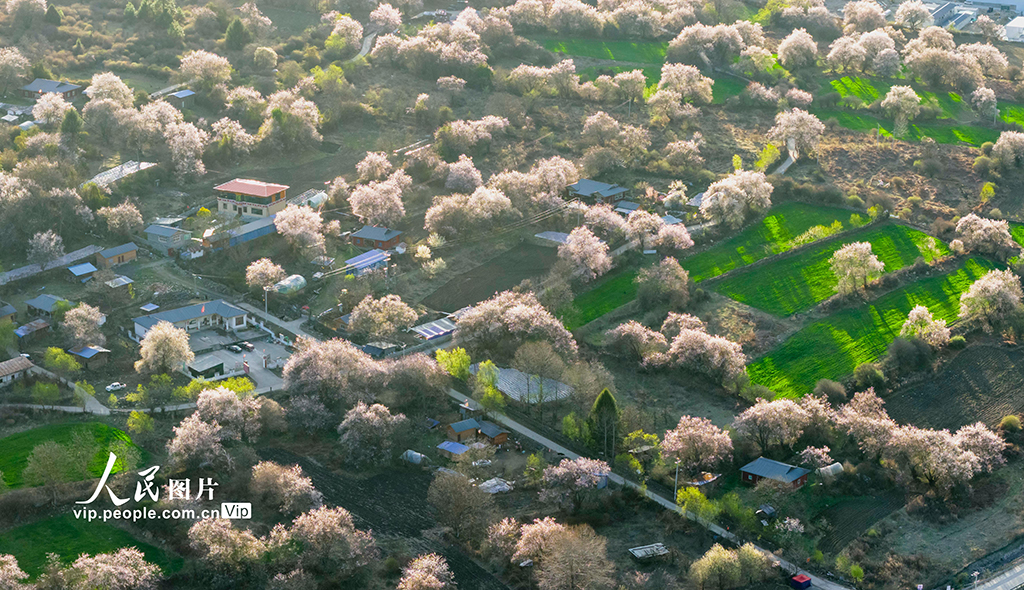 西藏波密：雪域桃花漫山谷【8】