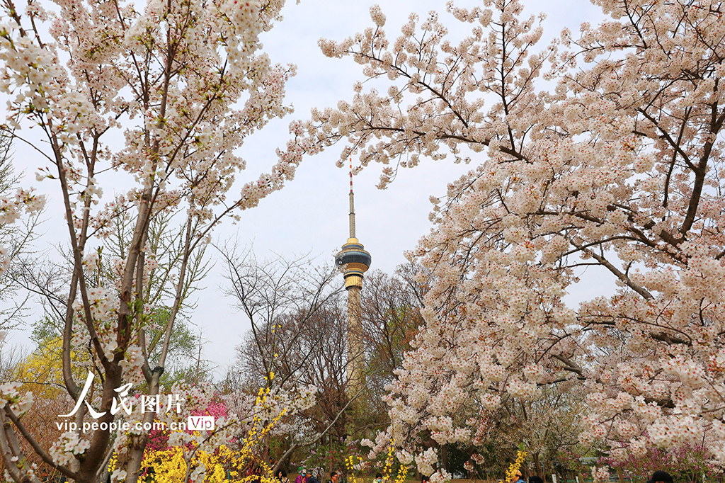 北京:玉渊潭樱花烂漫【4】