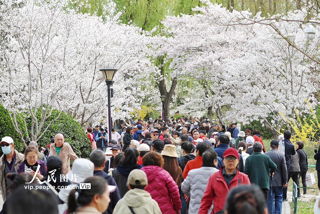 北京:玉渊潭樱花烂漫【5】