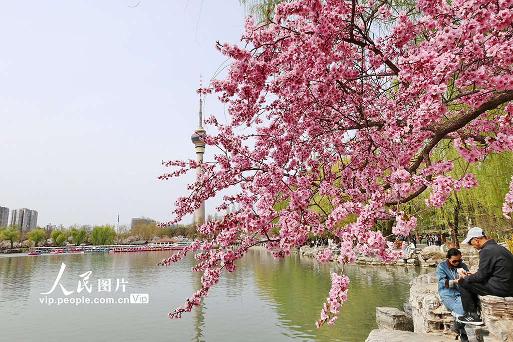 北京:玉渊潭樱花烂漫【3】