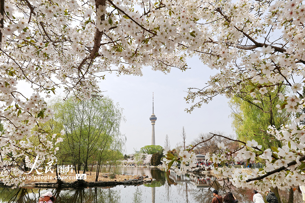 北京:玉渊潭樱花烂漫【7】