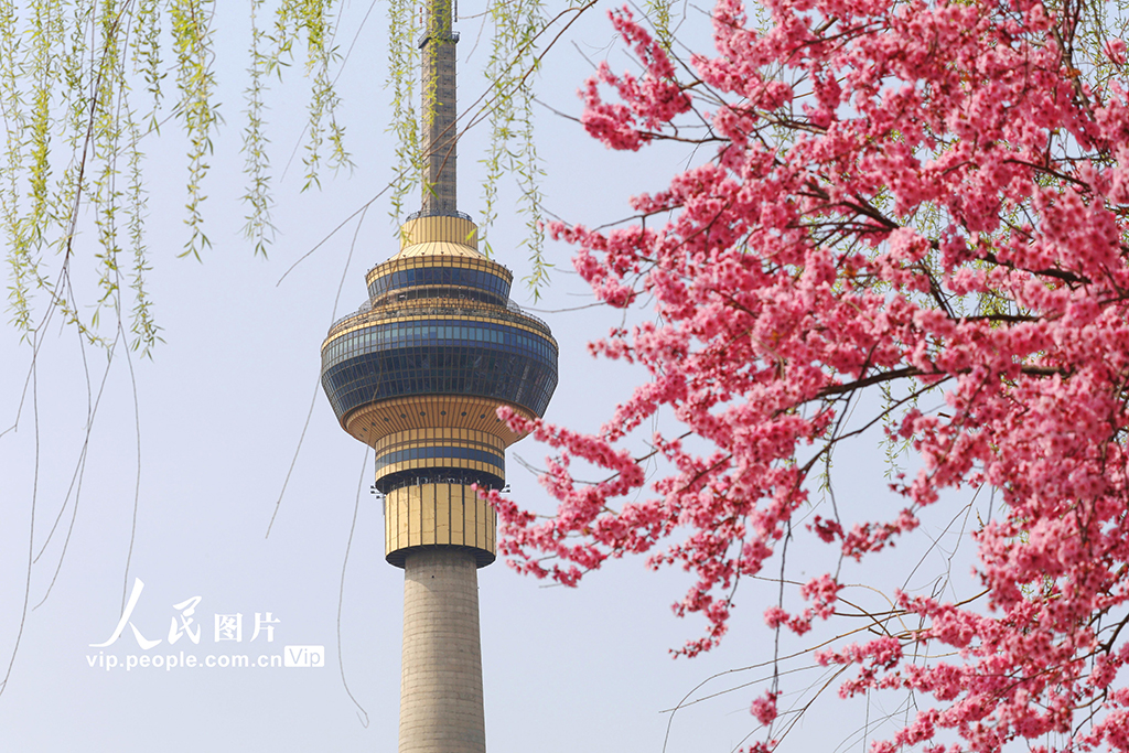 北京：玉渊潭樱花烂漫【8】