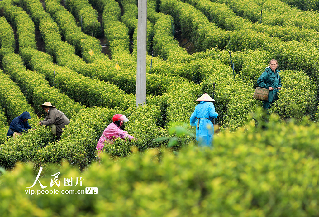 江西泰和:采摘春茶【2】