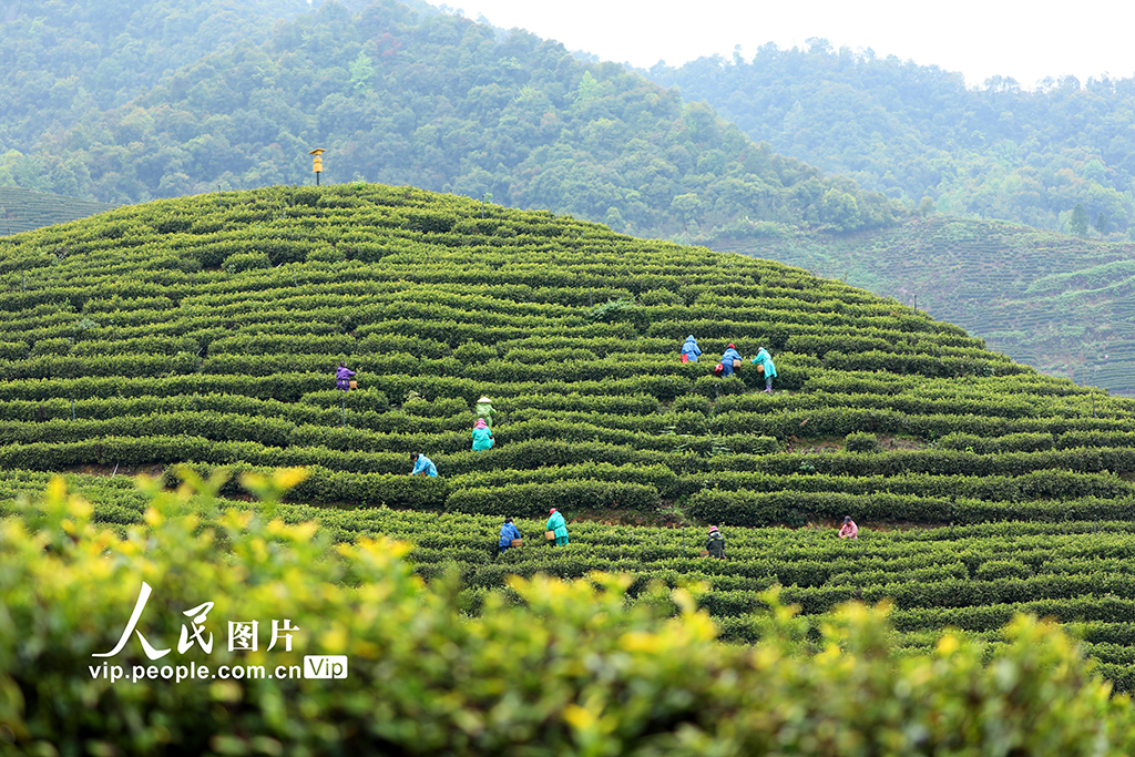 江西泰和：采摘春茶【3】