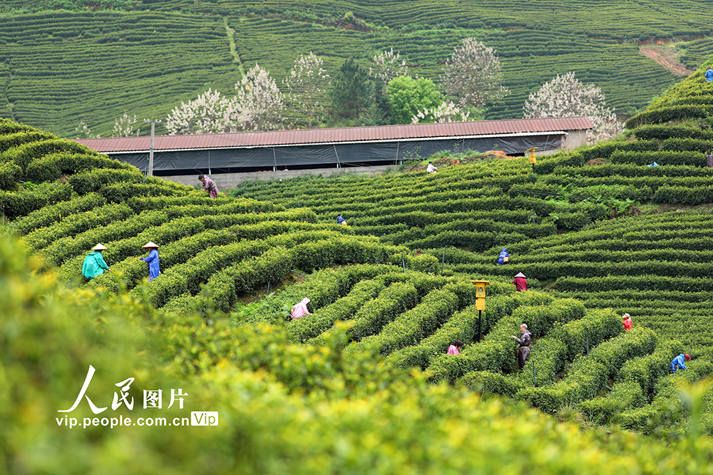 江西泰和:采摘春茶【4】