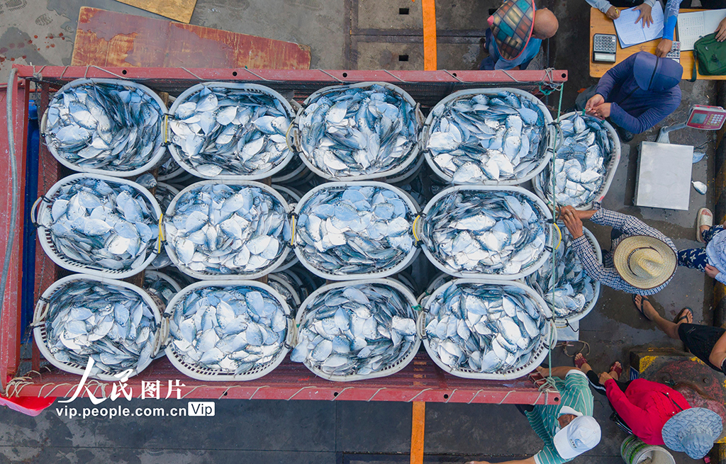 海南万宁:渔船归来鱼满舱【2】