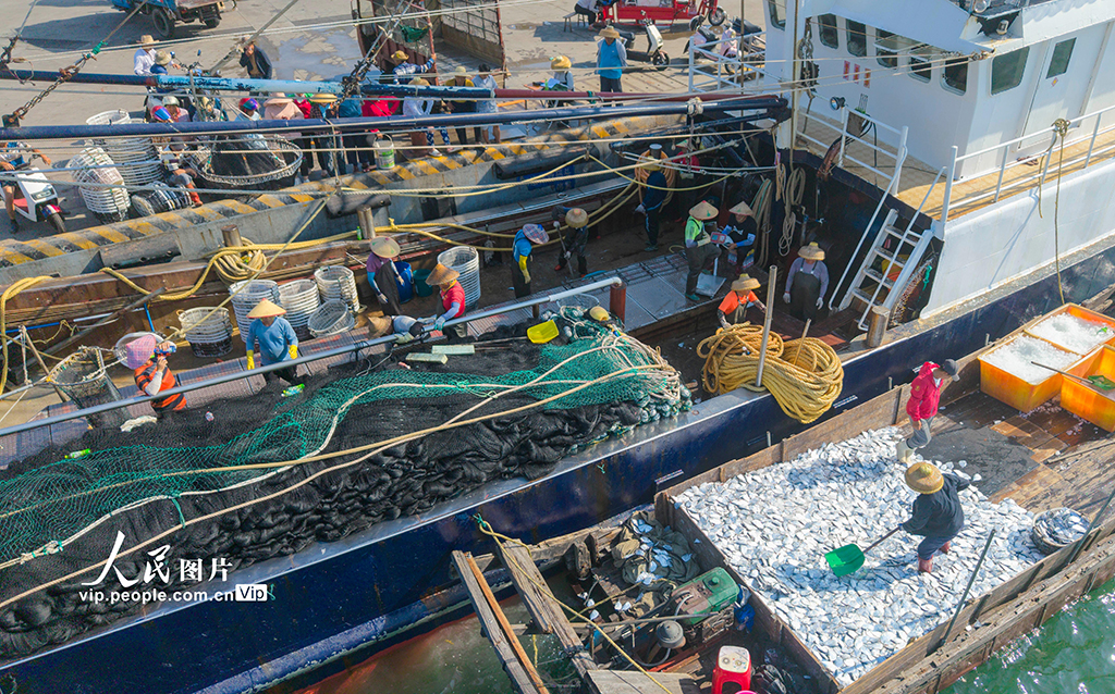 海南万宁:渔船归来鱼满舱【4】