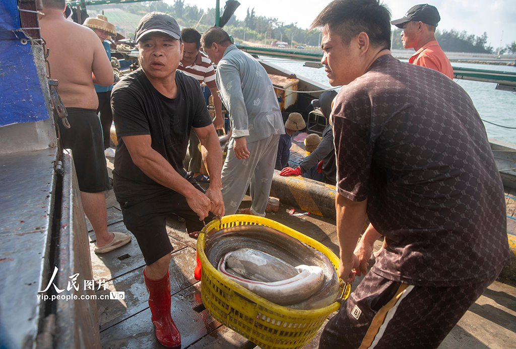 海南万宁:渔船归来鱼满舱【5】