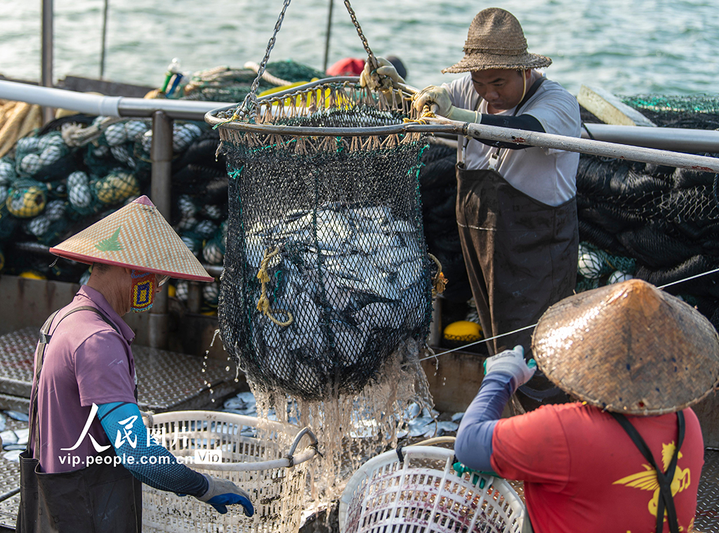 海南万宁：渔船归来鱼满舱【3】