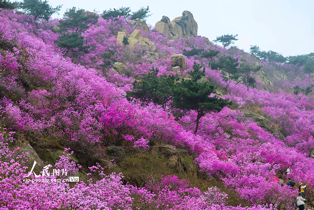 山东青岛：杜鹃花开【4】